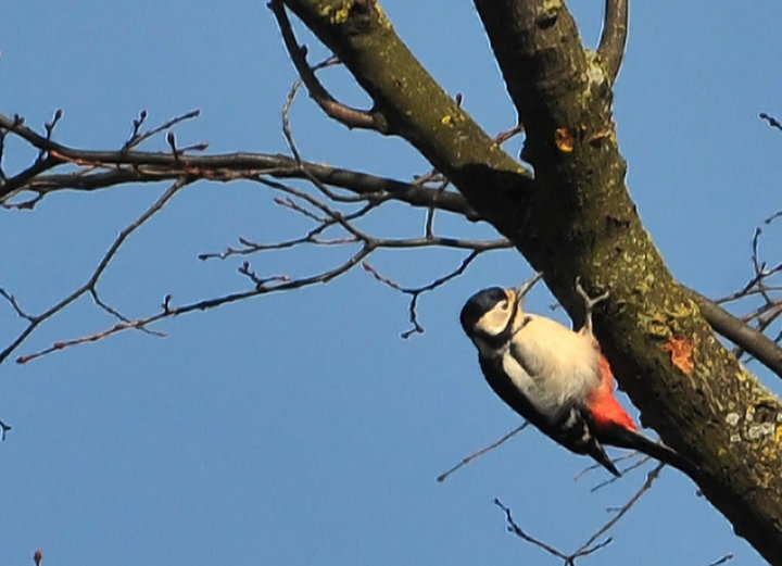 Greater spotted woodpecker