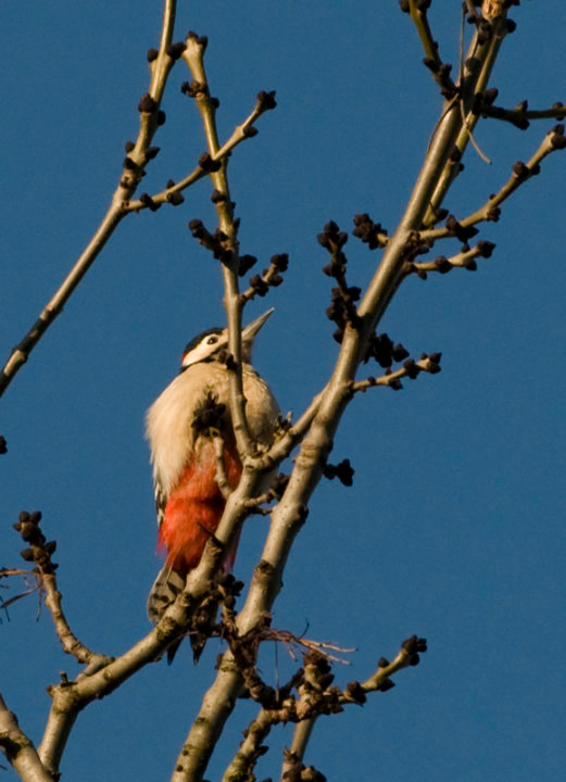 Greater spotted woodpecker