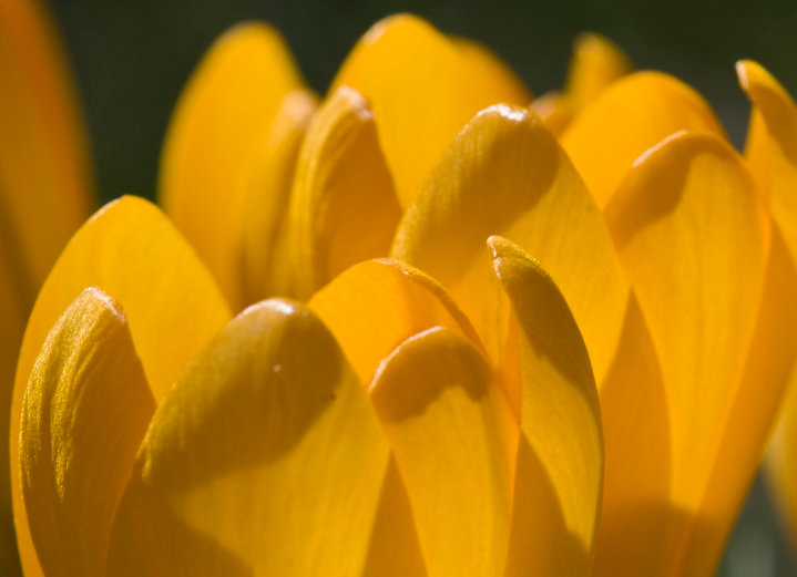 Crocus