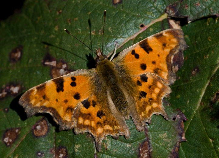 Comma