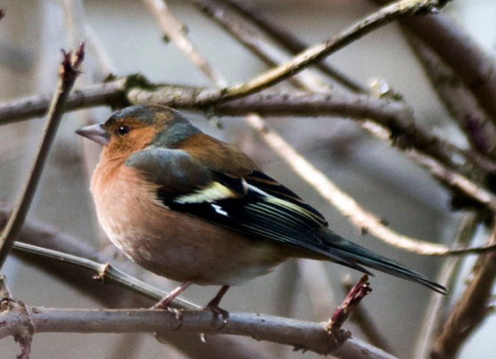 Chaffinch