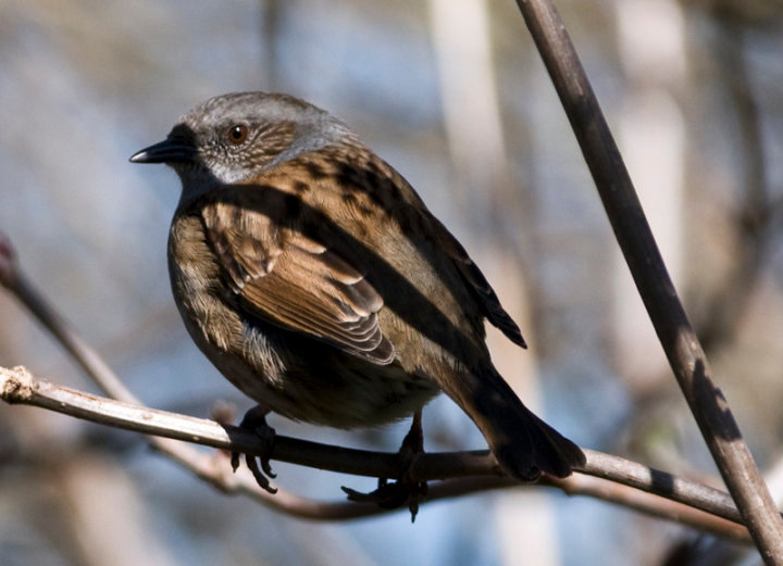 Dunnock
