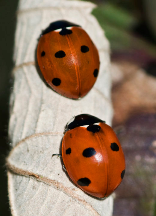Ladybirds