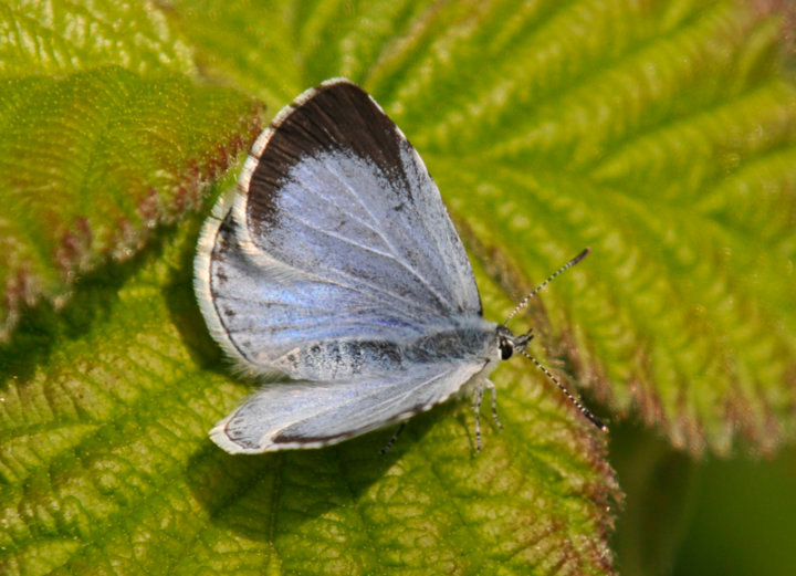 Holly Blue