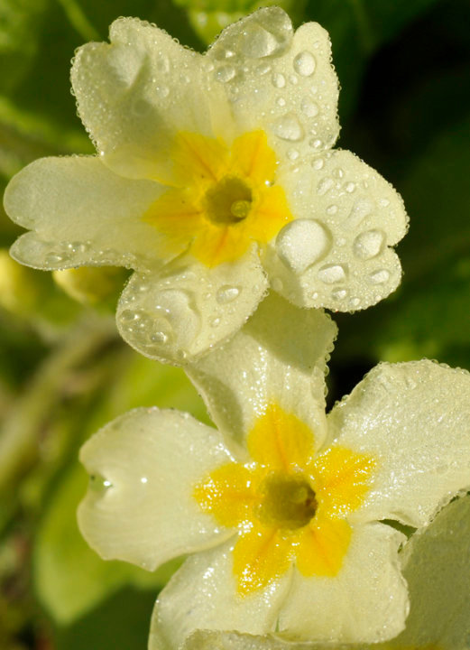 Primula