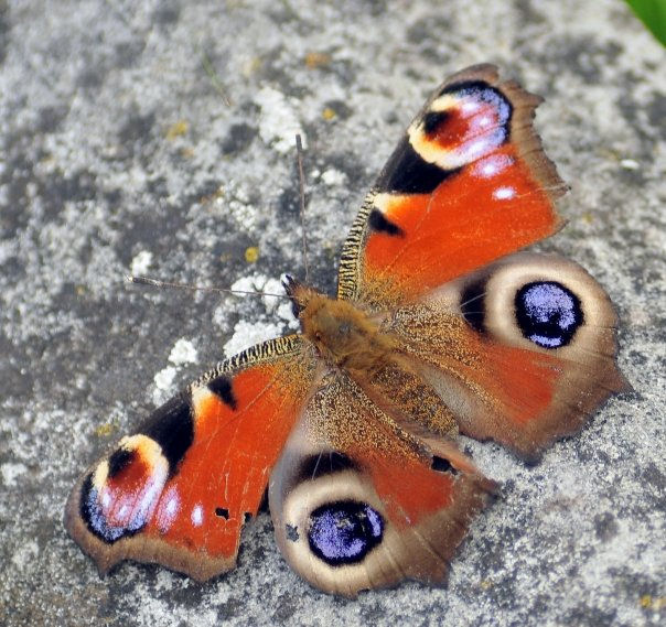 Peacock