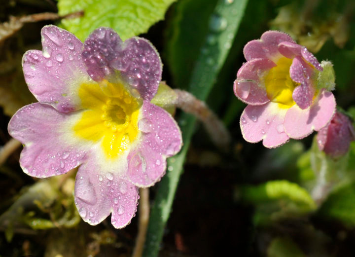 Primula