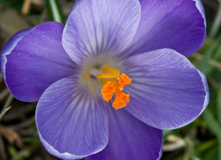 Crocus