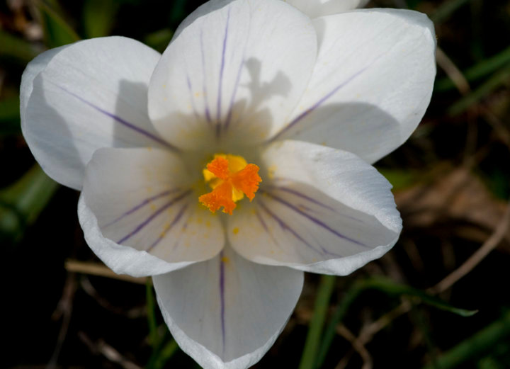 Crocus
