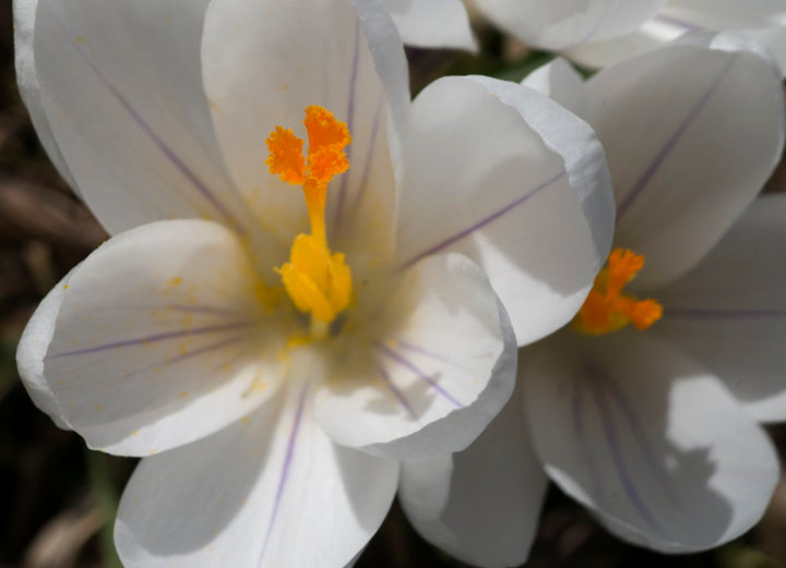 Crocus