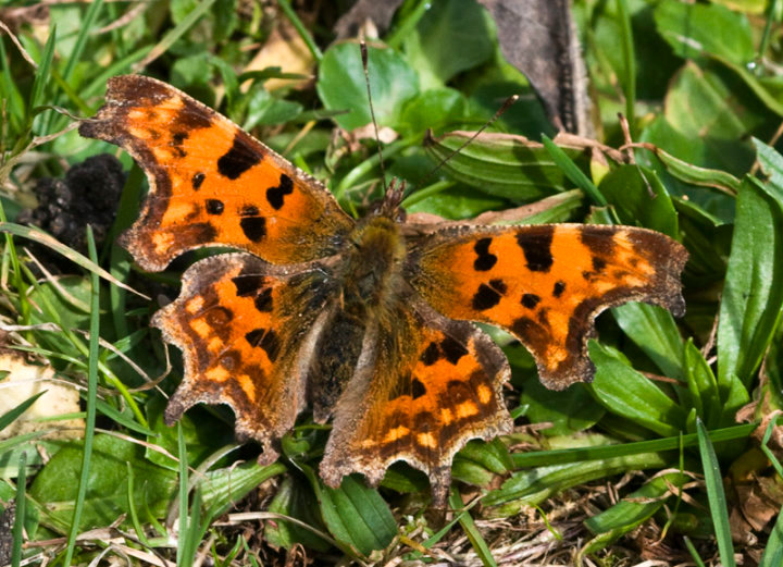 Comma