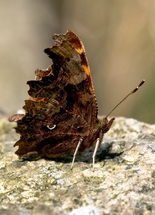 Comma