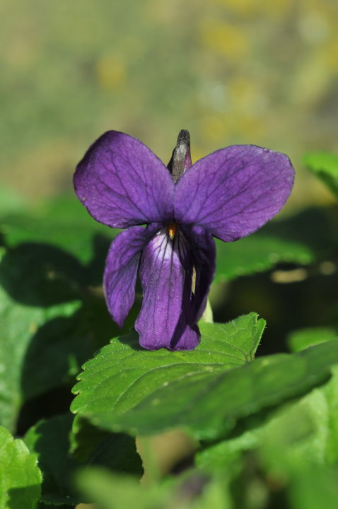 Violet