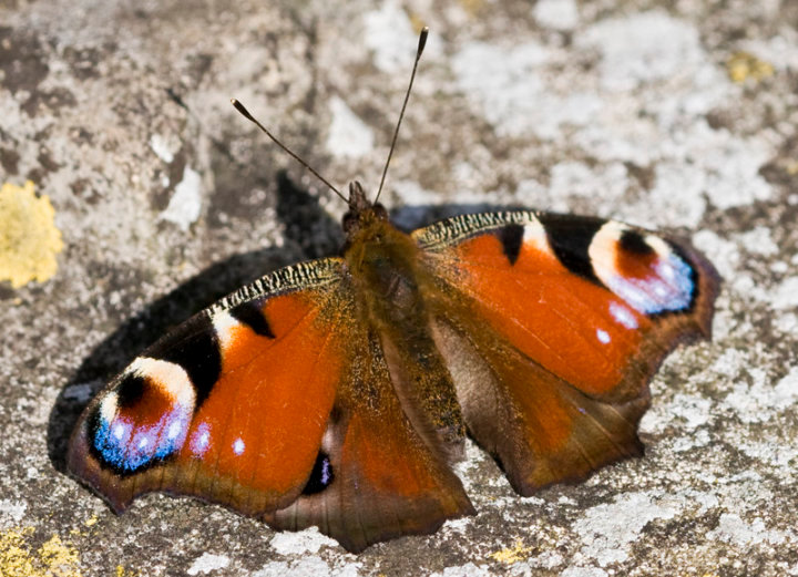 Peacock