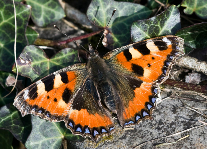 Small Tortoiseshell