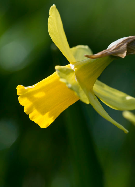 Daffodil