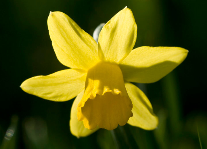 Daffodil