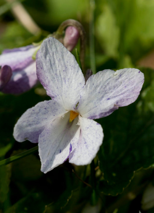 Violet