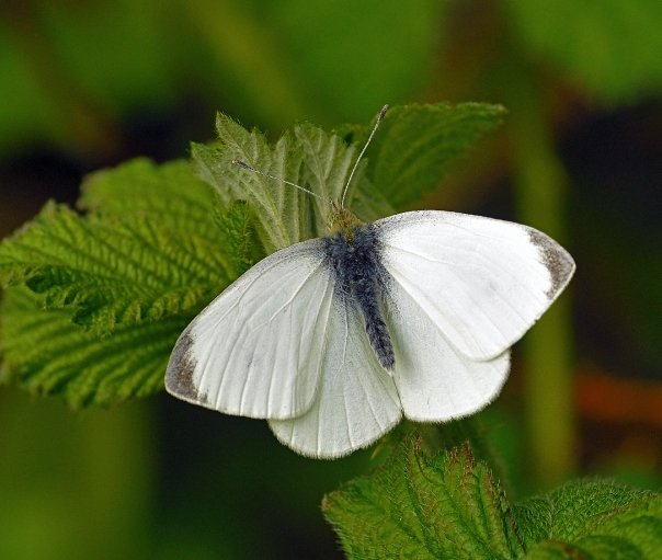 Small White