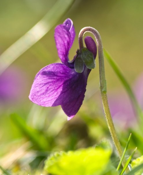 Violet