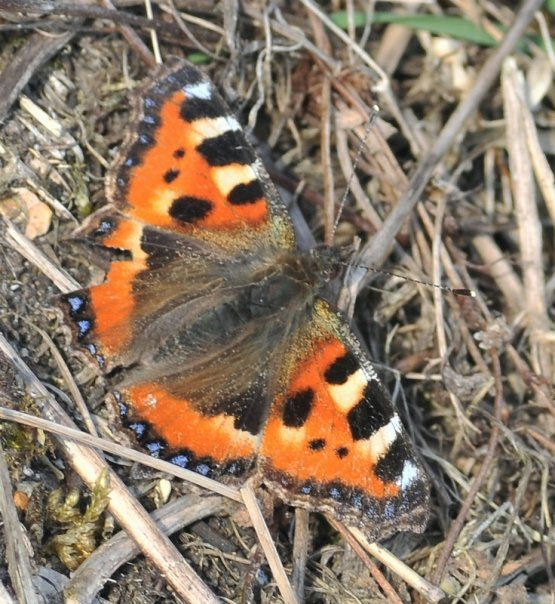 Small Tortoiseshell