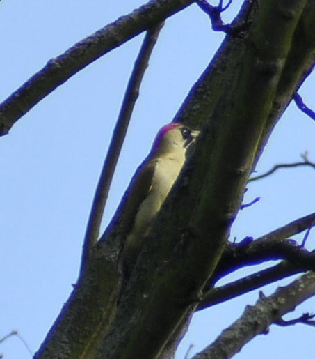 Green woodpecker