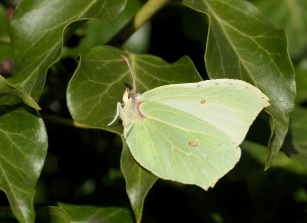 Brimstone