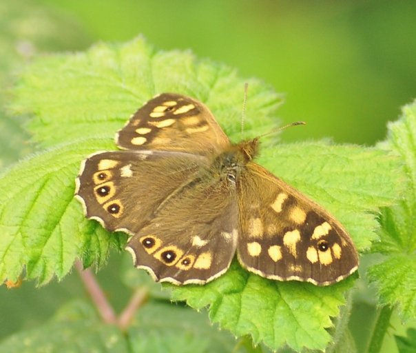 Speckled Wood