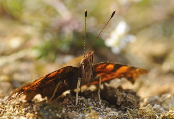 Comma