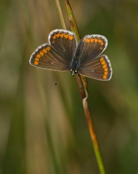 Brown Argus