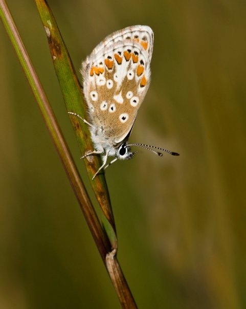 Brown Argus