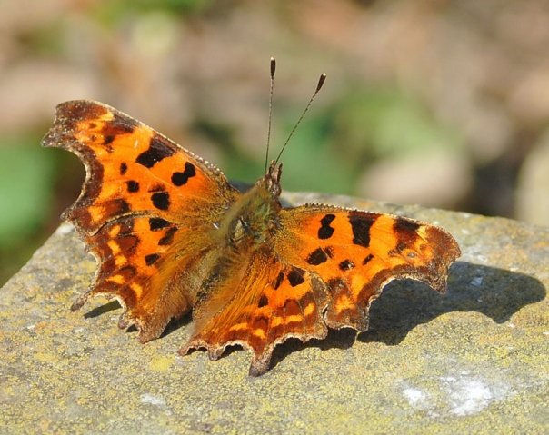 Comma