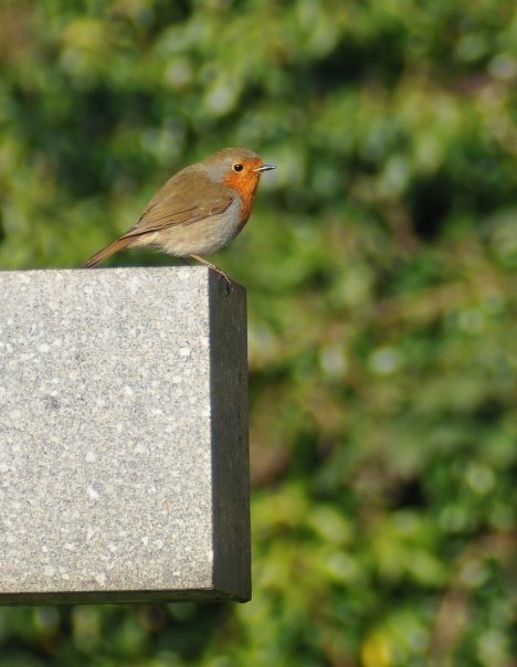 Robin