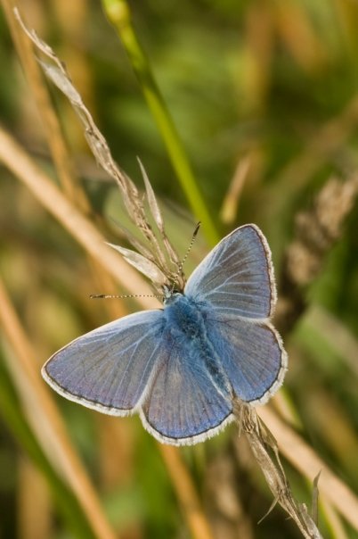 Common Blue