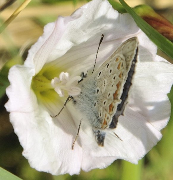Common Blue