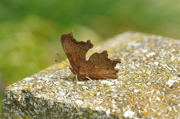 Comma