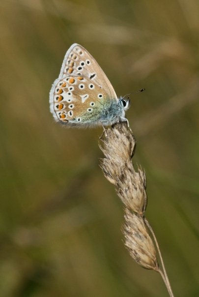Common Blue