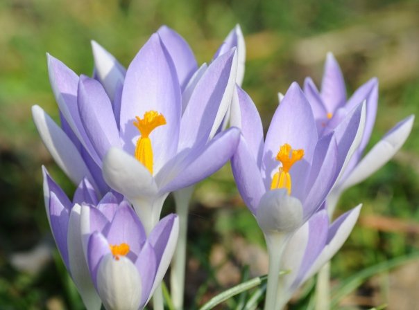 Crocus