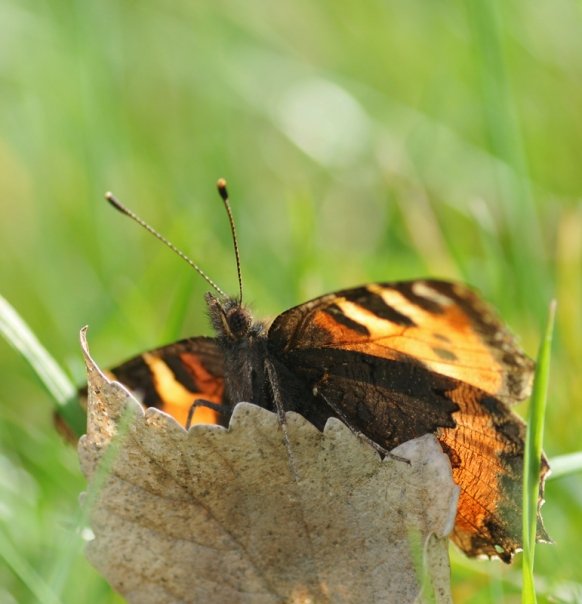 Small Tortoiseshell