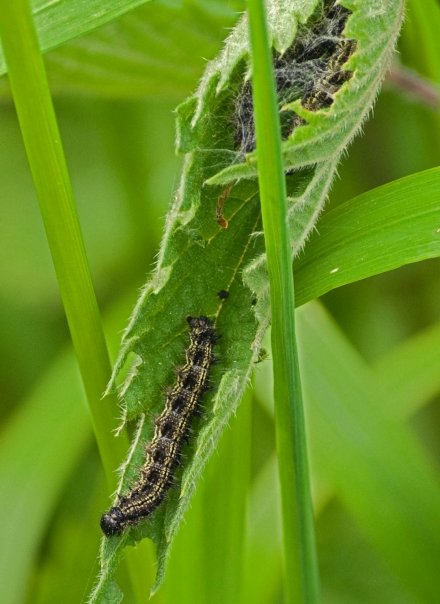 Caterpillars