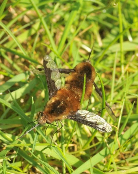 Beeflies (mating)