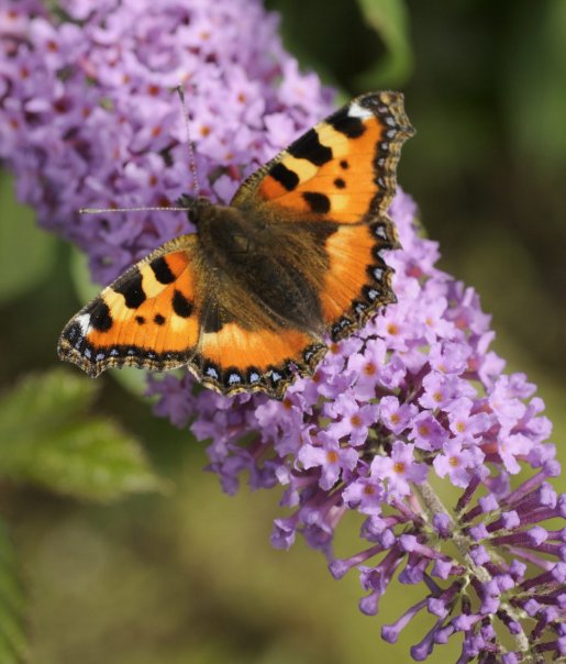 Small Tortoiseshell