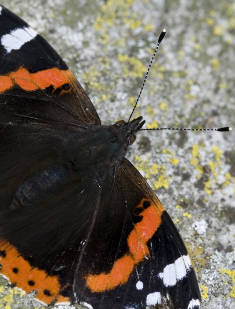 Red Admiral