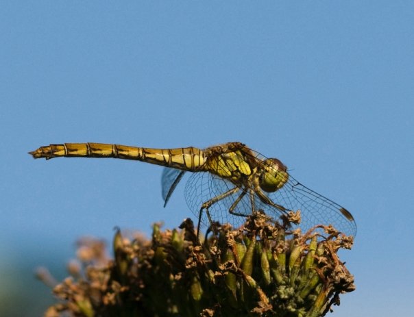 Dragonfly