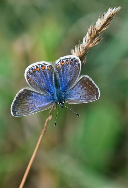 Common Blue