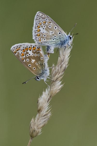 Common Blues mating