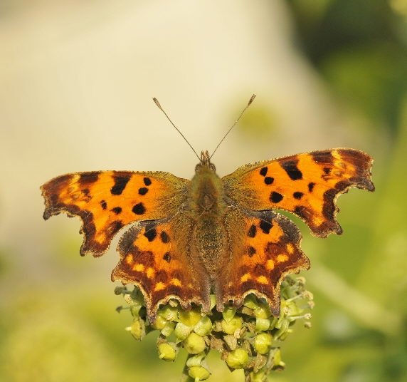 Comma
