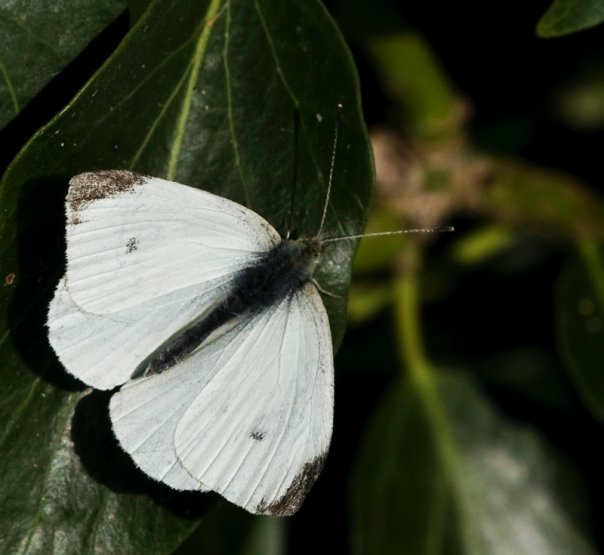 Small White