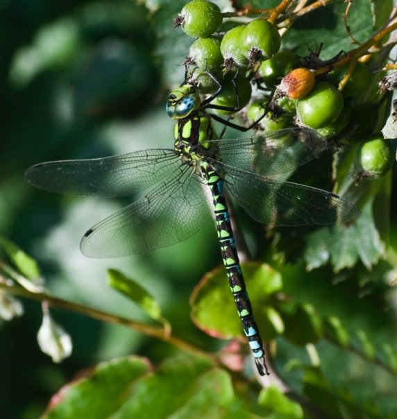 Dragonfly