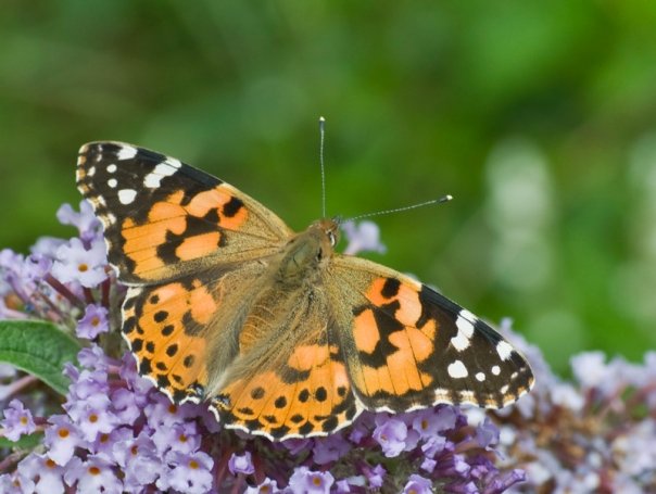 Painted Lady